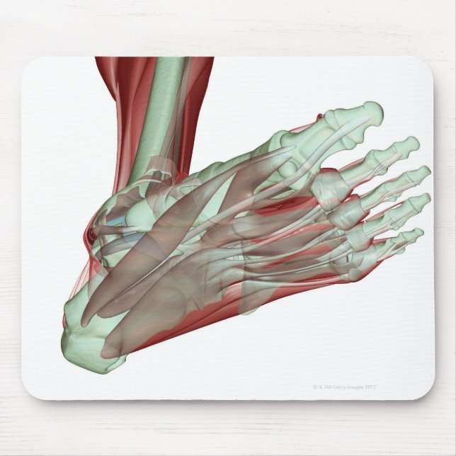 Mousepad Músculo-esqueleto do Pé 2 (Frente)