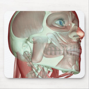 Mousepad Musculoskeleton da cabeça e do pescoço 3