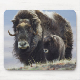Mousepad Musk Ox com Vitelo
