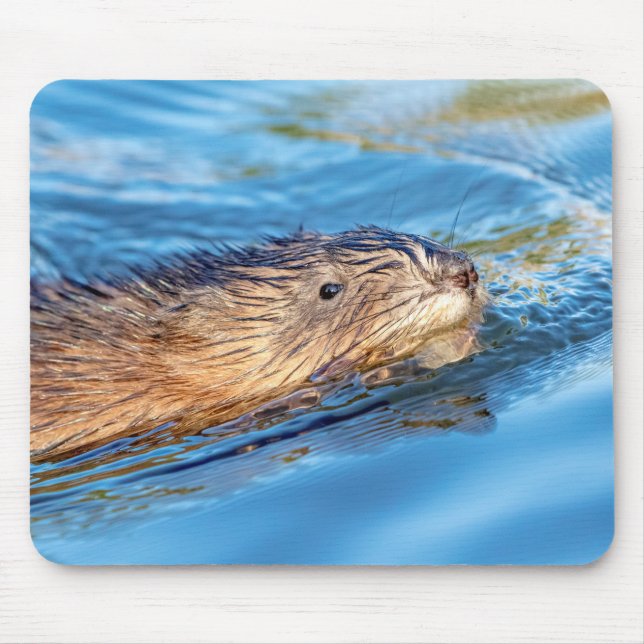 Mousepad Muskrat na Reserva Ecológica de Vassar Fazenda (Frente)