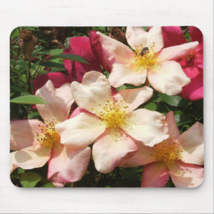 Mousepad Mutabilis aumentou