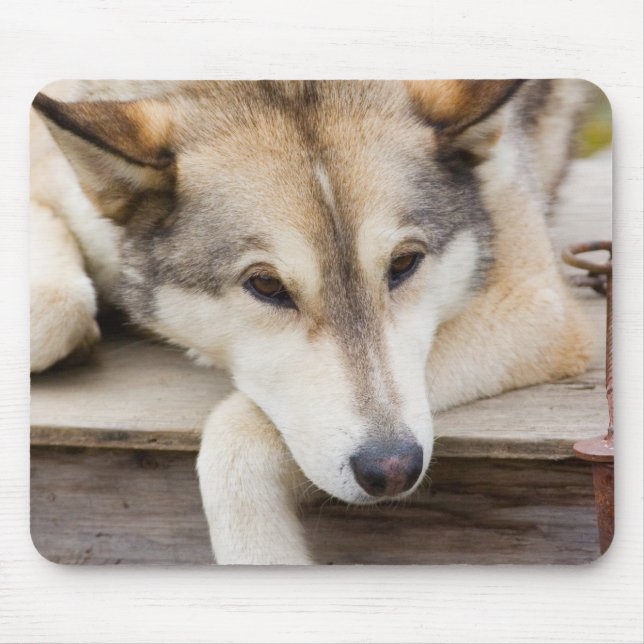 Mousepad N.A., EUA, Alasca. Cães de trenó Husky (Frente)