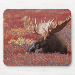 Mousepad N.A., EUA, Alasca, Parque Nacional Denali, Touro