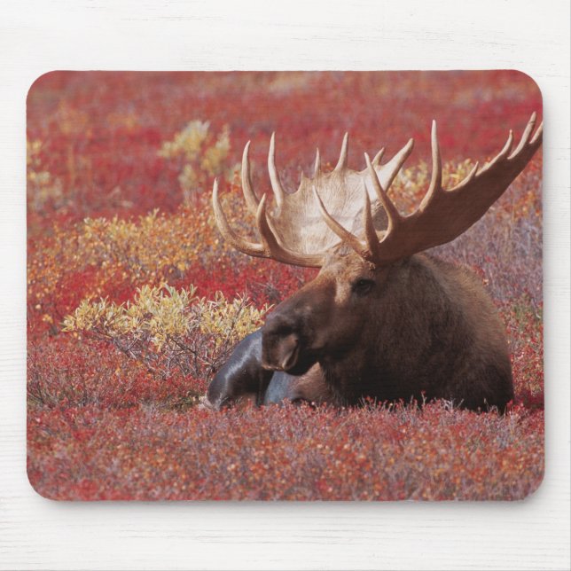 Mousepad N.A., EUA, Alasca, Parque Nacional Denali, Touro (Frente)