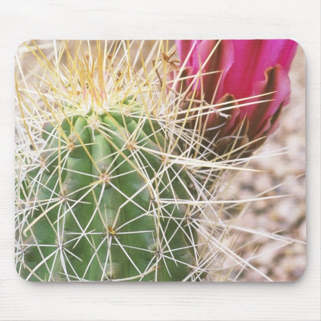 Mousepad N.A., EUA, AZ, Phoenix, Jardim Botânico do Deserto (Frente)