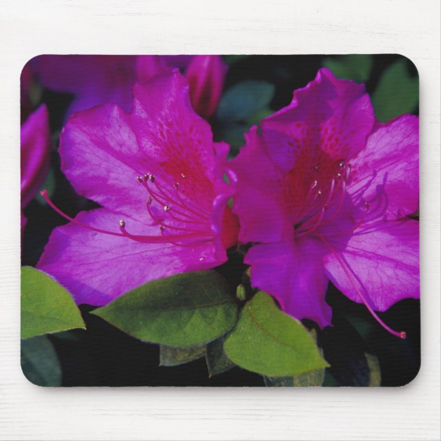 Mousepad N.A. EUA, Geórgia, Savannah. Azaléia em flor. (Frente)
