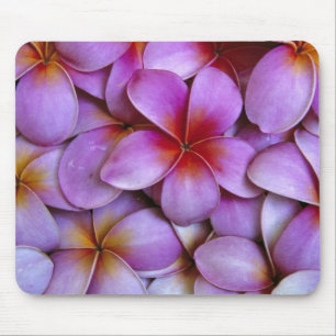 Mousepad N.A., EUA, Maui, Havaí. A Plumeria Rosa floresce.