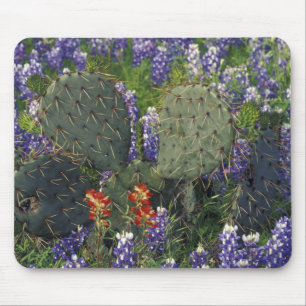Mousepad N.A., EUA, Texas, Cacto rodeado por