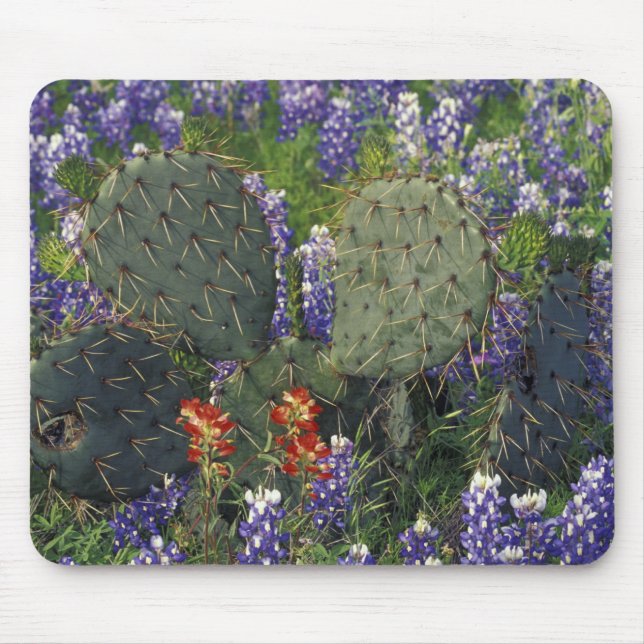 Mousepad N.A., EUA, Texas, Cacto rodeado por (Frente)