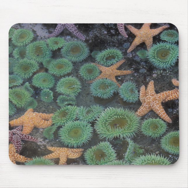 Mousepad N.A., EUA, Washington, Parque Nacional da Olimpiad (Frente)