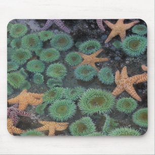Mousepad N.A., EUA, Washington, Parque Nacional Olímpico