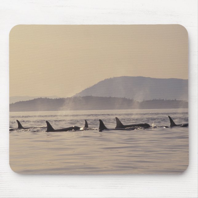 Mousepad N.A., EUA, Washington, San Juan Islands Orca (Frente)