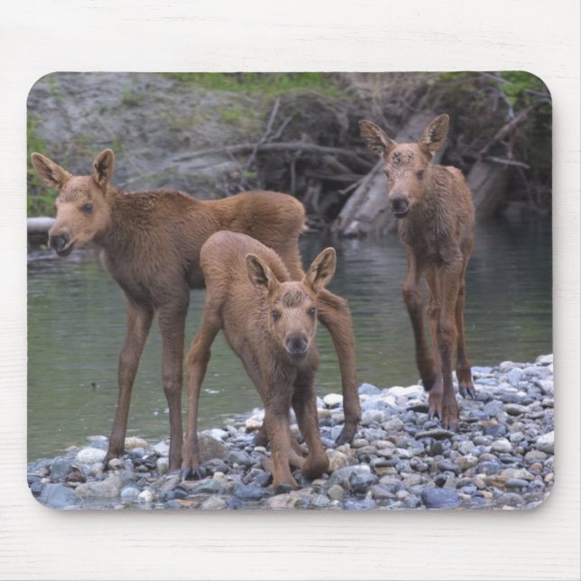 Mousepad N nascido levantado em Talkeetna, Alaska (Frente)