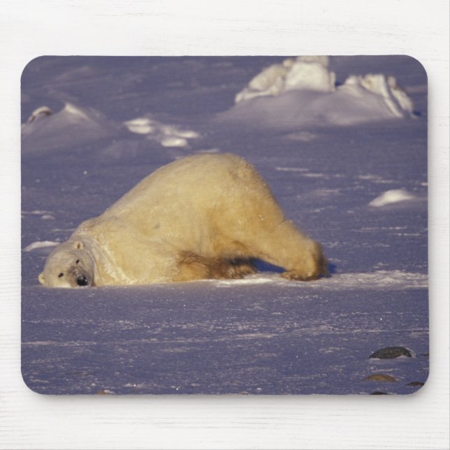 Mousepad NA, Canadá, Manitoba, Churchill, urso polar (Frente)
