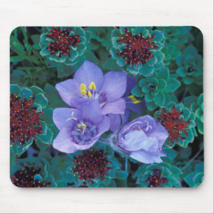 Mousepad NA, EUA, Alasca, Ilhas Aleutas, Flores Silvestres
