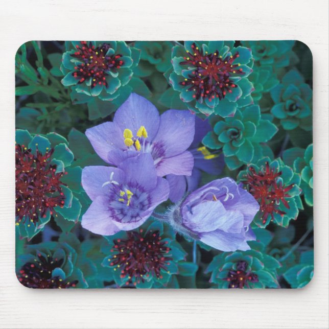 Mousepad NA, EUA, Alasca, Ilhas Aleutas, Flores Silvestres  (Frente)