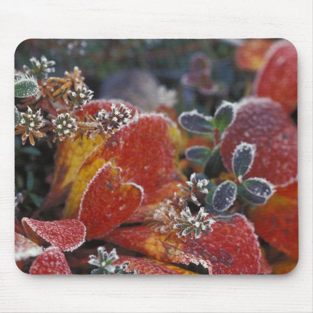 Mousepad NA, EUA, Alasca, Parque Nacional Denali Congelado, (Frente)