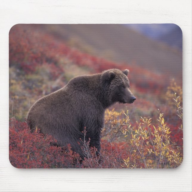 Mousepad NA, EUA, Alasca, Parque Nacional Denali. Uma fêmea (Frente)