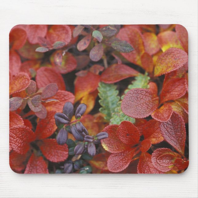 Mousepad NA, EUA, Alasca. Parque Nacional Denali. Uva-de-ur (Frente)