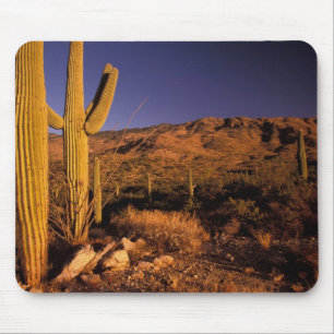 Mousepad NA, EUA, Arizona, Monumento Nacional Saguaro,