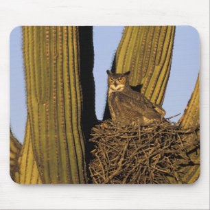 Mousepad NA, EUA, Arizona, Tucson. Coruja-grande