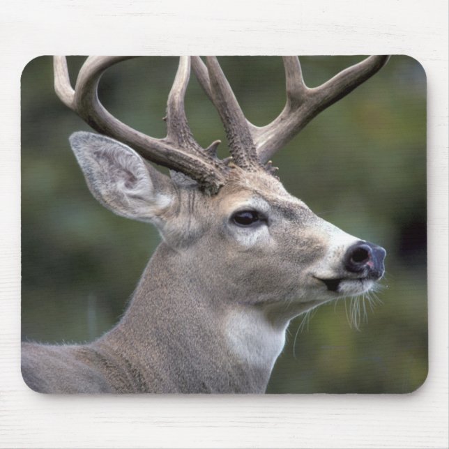 Mousepad NA, EUA, Estado de Washington, veado branco, (Frente)
