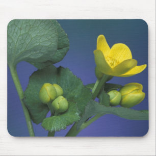 Mousepad NA, EUA, Michigan, Rochester Hills. Pântano