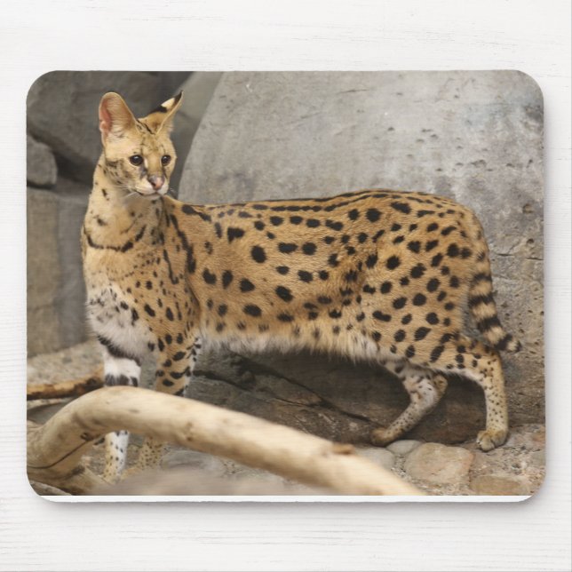 Mousepad Na moda do Serval e funcional africanos (Frente)
