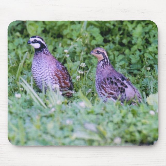 Mousepad Não codornizes (Frente)