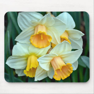 Mousepad Narcisos amarelos da primavera
