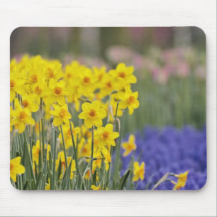 Mousepad Narcisos e Jacintos-de-uva, Keukenhof
