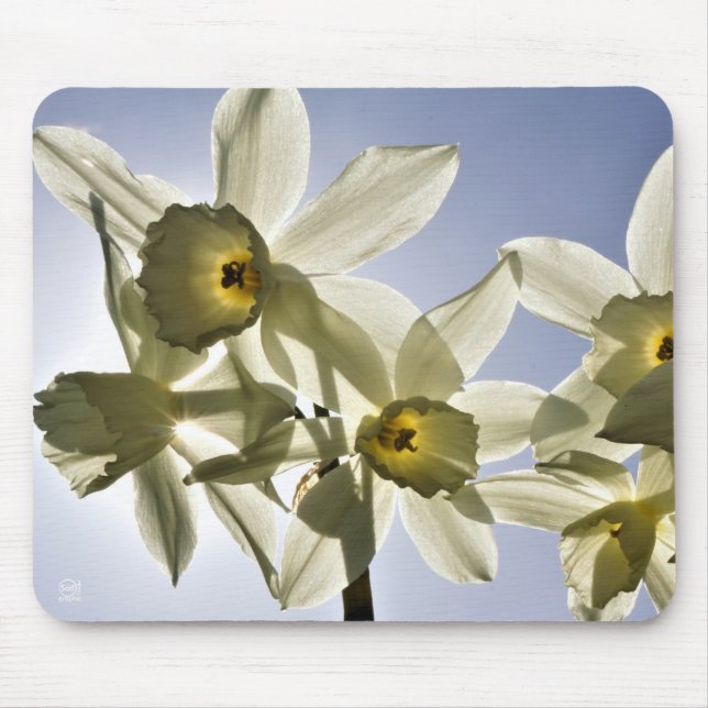 Mousepad Narcissen die bloeien met een lente blauwe lucht  (Frente)