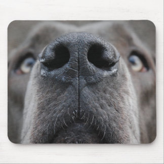 Mousepad Nariz de um Great Dane