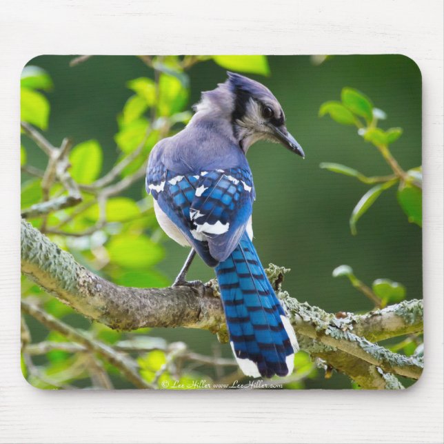 Mousepad Natureza Fotografia Shy Blue Jay Roupa presente (Frente)