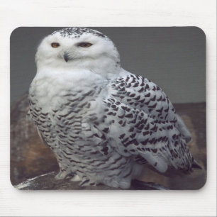 Mousepad nevado da coruja