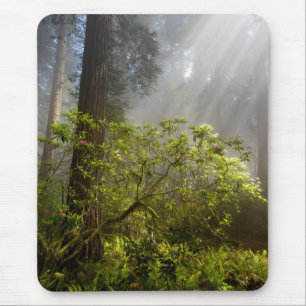 Mousepad Névoa da Manhã no Rhododendron