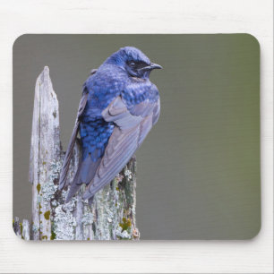 Mousepad Ninho de andorinhão-roxo macho sobre o Lago Sammam