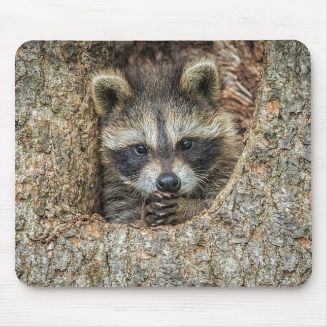 Mousepad Ninho de Guaxinim Dentro de uma Cavidade de Árvore (Frente)