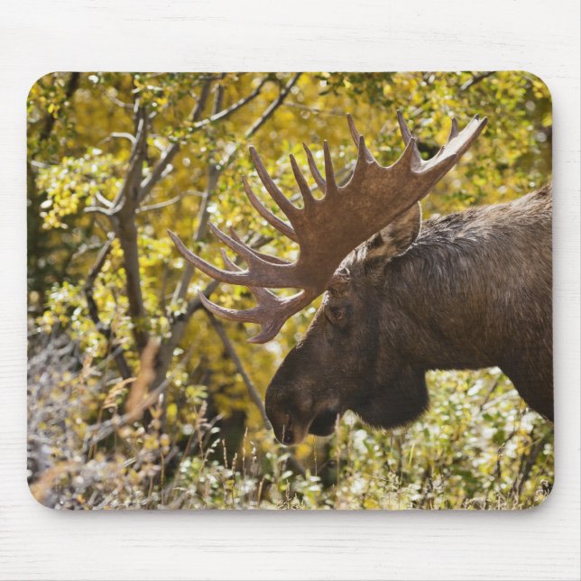 Mousepad Noble Bull Moose (Frente)