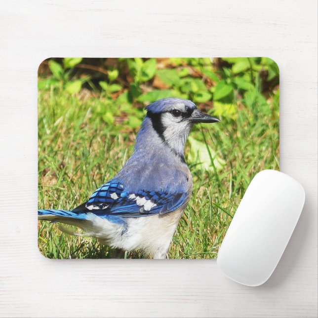 Mousepad Norte Blue Jay (Com mouse)