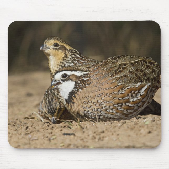 Mousepad Norte Bobwhite codornizes na lagoa para beber (Frente)