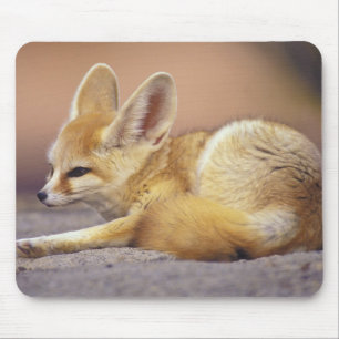 Mousepad Norte da África. Feneco Fennecus zerda)