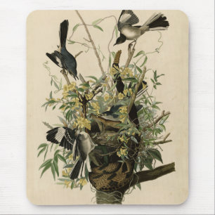 Mousepad Norte Mocking Bird, as aves da América de Audubon