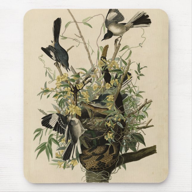 Mousepad Norte Mocking Bird, as aves da América de Audubon (Frente)