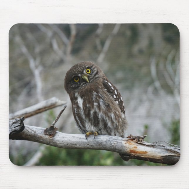 Mousepad Norte Pygmy Owl (Frente)