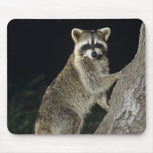 Mousepad Norte Raccoon, Perfurador de Procyon, adulto na ár (Frente)