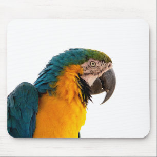 Mousepad Notas de Posto do papagaio