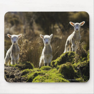 Mousepad Nova Zelândia, ilha sul, nacional de Fiordland