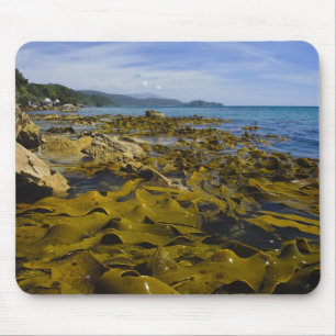 Mousepad Nova Zelândia, Southland, Ilha Stewart. Kelp