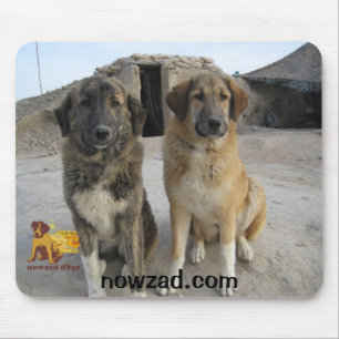 Mousepad Nowzad persegue a esteira do rato